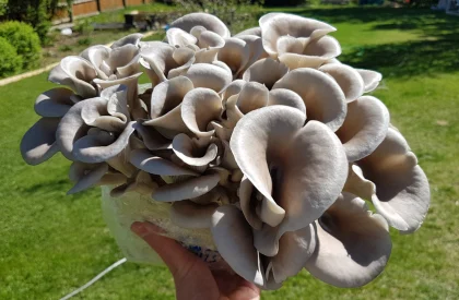 1600x1000-oyster-mushrooms-1