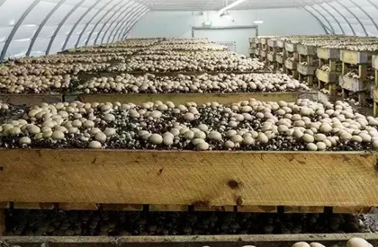 The-Boom-of-Oyster-Mushroom-Farming-in-India-Opportunities-for-Small-Scale-Farmers-and-Entrepreneurs-jpg-e1671691529435