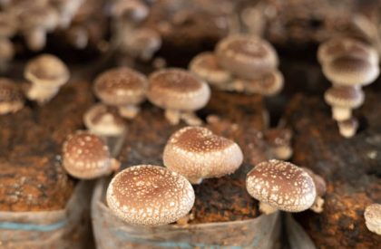 Rows of Japanese Shiitake Mushrooms growing in an indoor farm in spawn blocks.